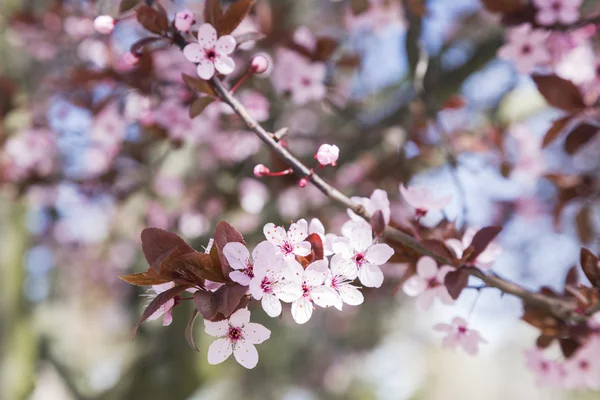 Flores de cerezo — Foto de Stock