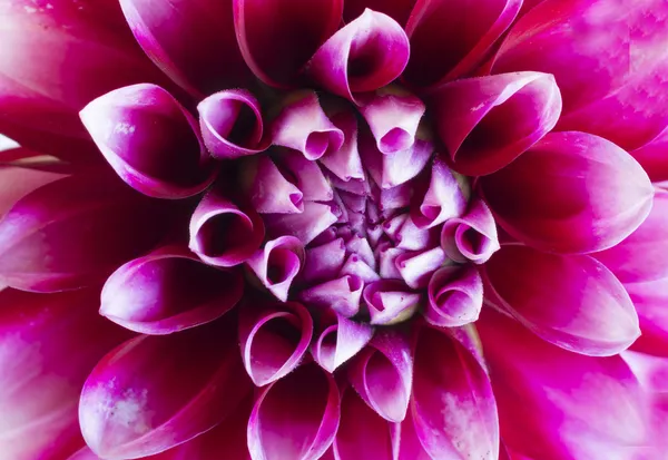 Gänseblümchen Rosen — Stockfoto