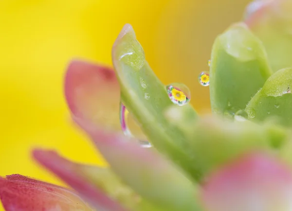 Flor — Foto de Stock