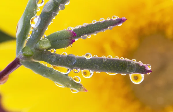 Flor — Fotografia de Stock