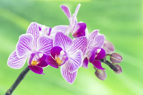 Фіолетовий квітка орхідеї Стокова Картинка