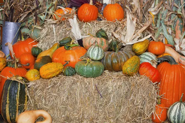 Verscheidenheid van pumpkins op hooi — Stockfoto