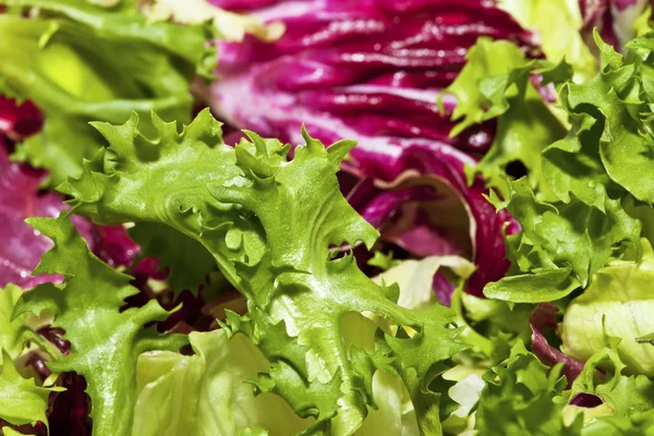 Primo piano di insalata mista lattuga — Foto Stock