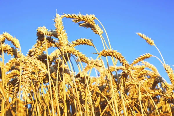 Frumento maturo — Foto Stock