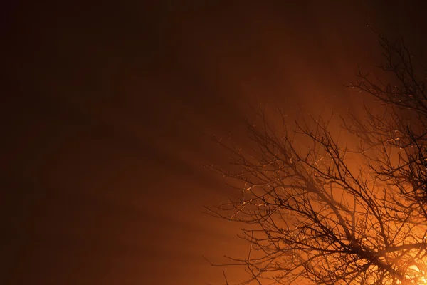 Rayos de luz que brillan a través de ramas de árboles . — Foto de Stock