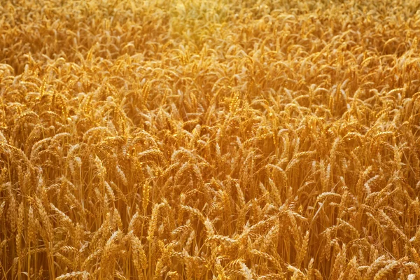 Поле пшеничных мозолей — стоковое фото