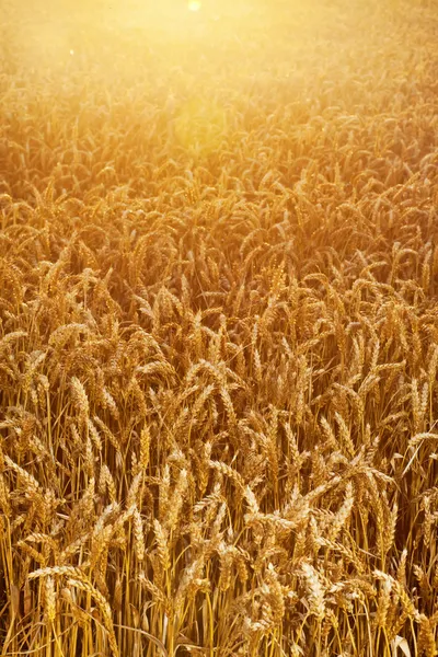 Поле пшеничных мозолей — стоковое фото