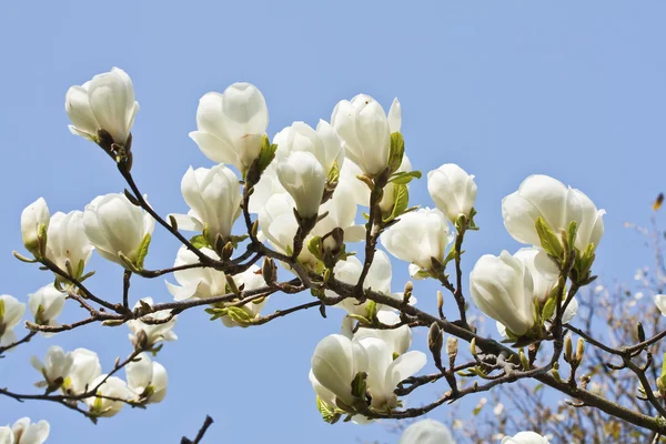 Magnolia λουλούδια φόντο μπλε ουρανό — Φωτογραφία Αρχείου