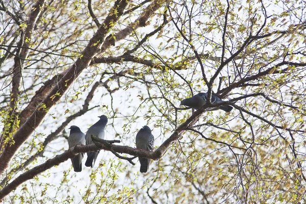 Pigeons gris perché sur la branche de l'arbre — Photo