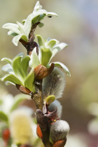 Brotos de primavera de bichano-salgueiro — Fotografia de Stock