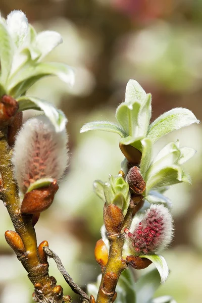 Brotos de primavera de bichano-salgueiro — Fotografia de Stock