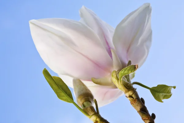 Manolya çiçek mavi gökyüzü arka plan — Stok fotoğraf