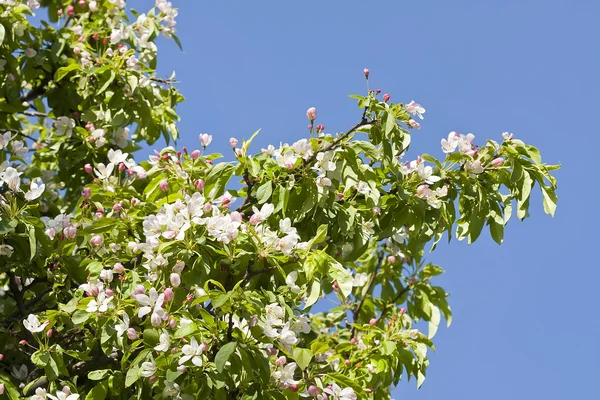 Frühlingspfirsichblüte im Garten — Stockfoto