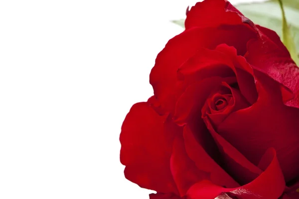 Red rose on white background — Stock Photo, Image