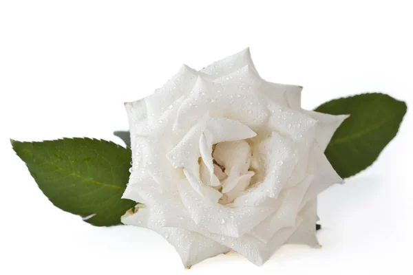 White rose on pinky background — Stock Photo, Image