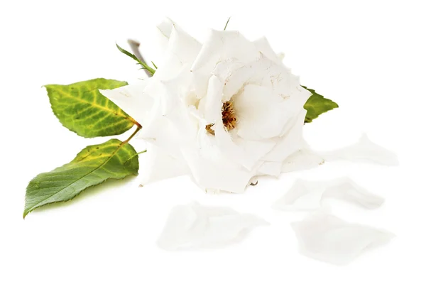 Withered white rose with fallen petals — Stock Photo, Image