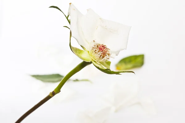 Rose blanche flétrie aux pétales tombés — Photo