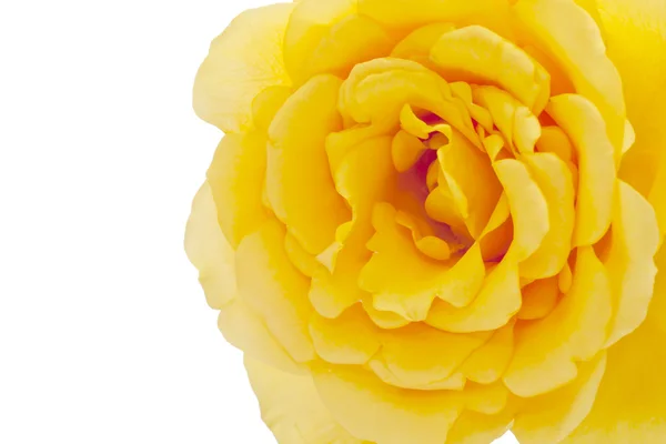 Yellow rose on white background — Stock Photo, Image