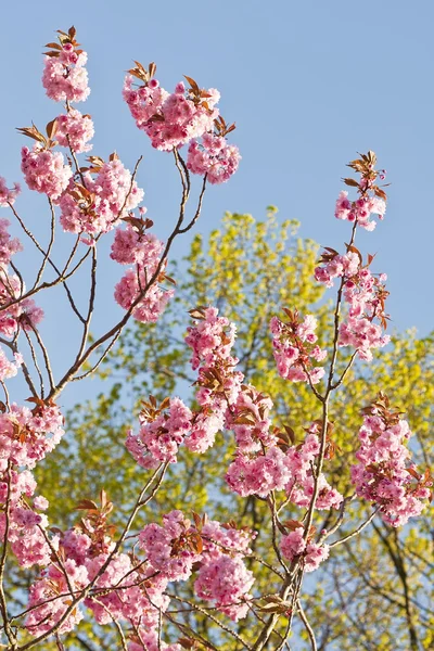 Belles fleurs printanières — Photo