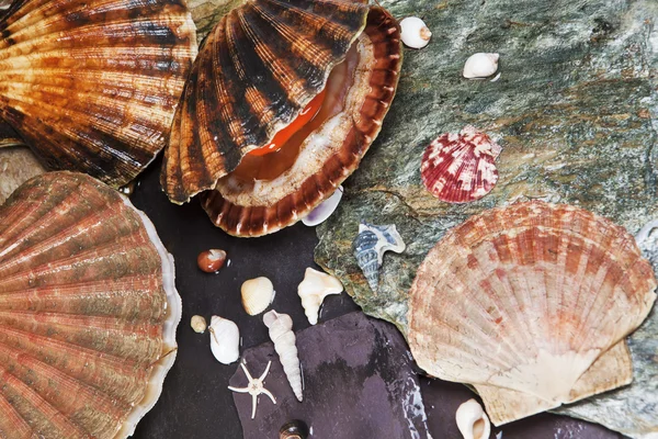 Various seashells on wet stones — Stock Photo, Image