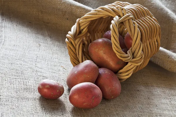 Red potatoes scattered from wicker basket — Stock Photo, Image