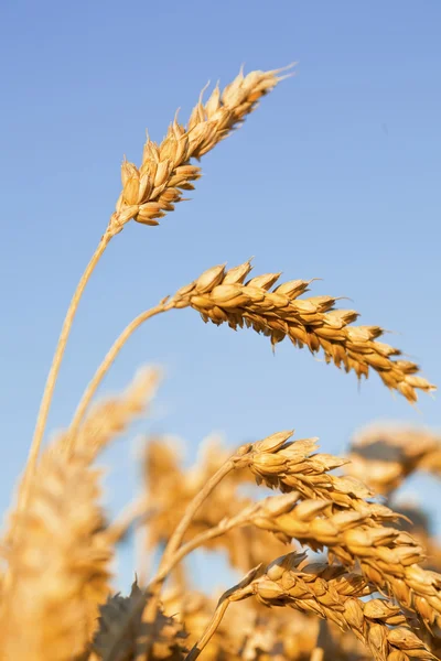Orelhas de trigo maduras no fundo do céu azul — Fotografia de Stock