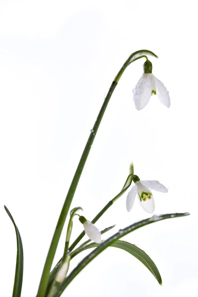 Spring snowdrops isolated on white — Stock Photo, Image