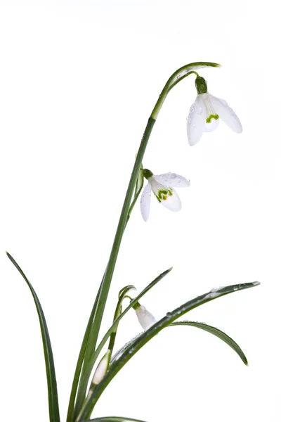 Spring snowdrops isolated on white — Stock Photo, Image