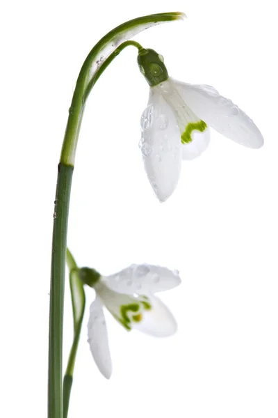 Spring snowdrops isolated on white — Stock Photo, Image