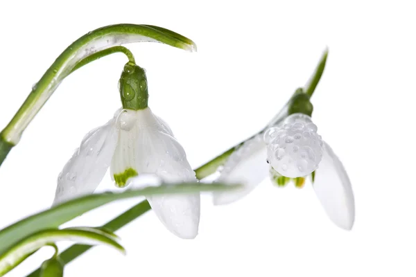 Spring snowdrops isolated on white — Stock Photo, Image