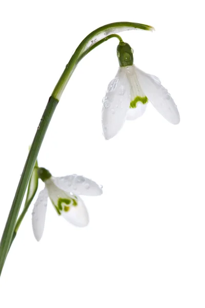 Spring snowdrops isolated on white — Stock Photo, Image