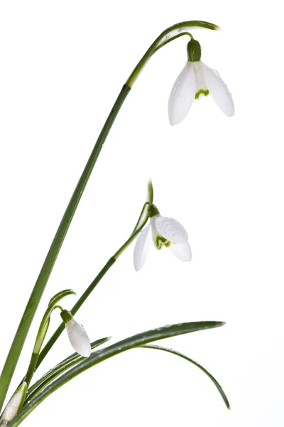 Spring snowdrops isolated on white — Stock Photo, Image