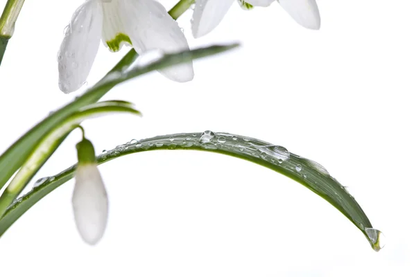 Spring snowdrops isolated on white — Stock Photo, Image