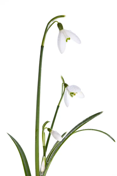 Spring snowdrops isolated on white — Stock Photo, Image