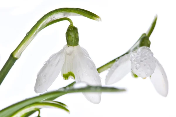 Spring snowdrops isolated on white — Stock Photo, Image