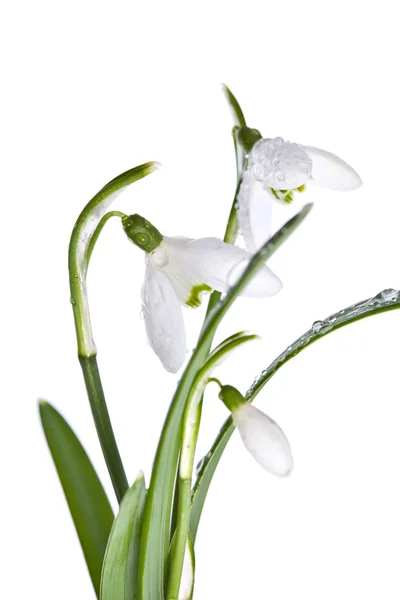 Spring snowdrops isolated on white — Stock Photo, Image