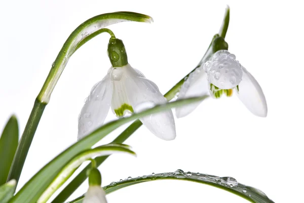 Spring snowdrops isolated on white — Stock Photo, Image