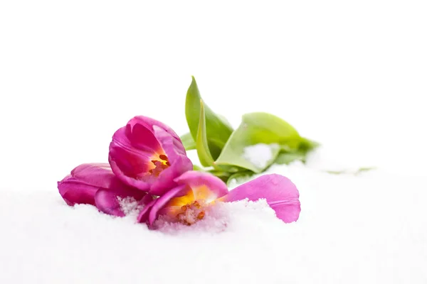 Tulips in the snow — Stock Photo, Image