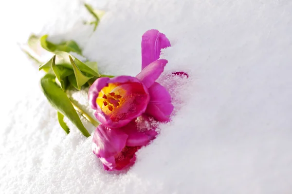 Tulipanes en la nieve — Foto de Stock