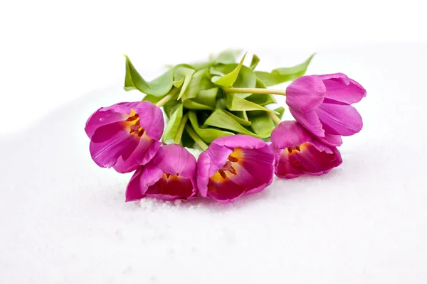 Tulipanes en la nieve — Foto de Stock