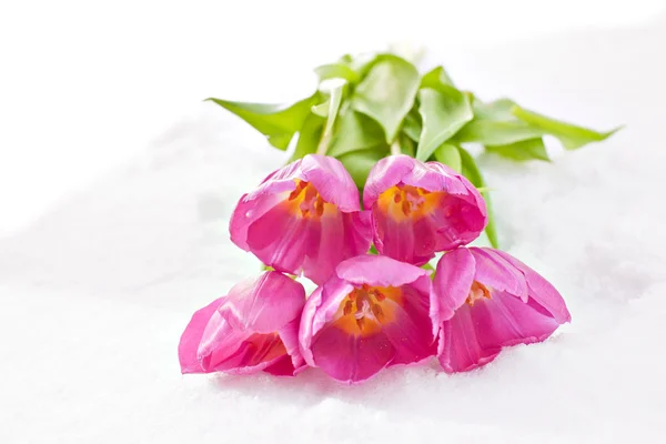 Tulips in the snow — Stock Photo, Image