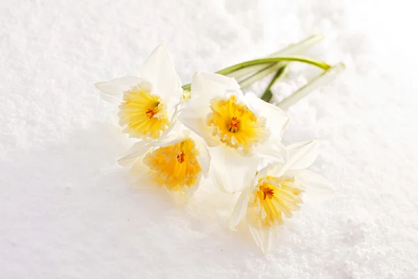 Narcisy ve sněhu — Stock fotografie