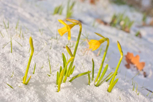 Daffodil florescendo através da neve — Fotografia de Stock