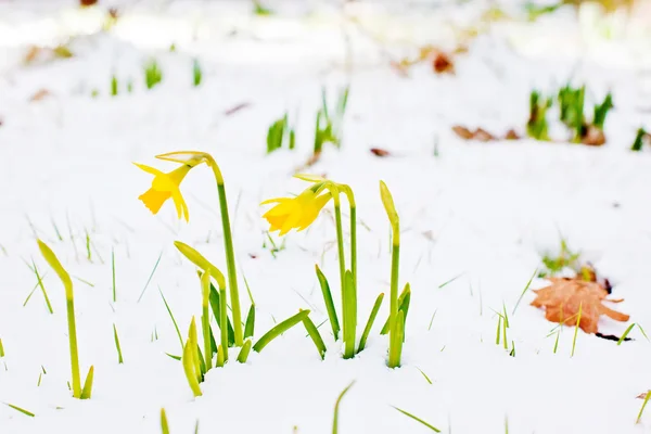 Daffodil blooming through the snow — Stock Photo, Image