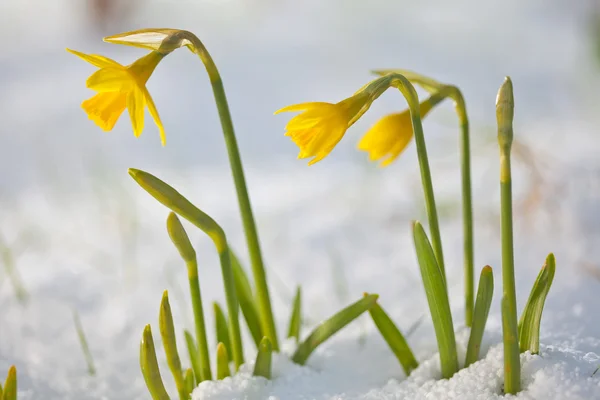 Daffodil blooming through the snow — Stock Photo, Image
