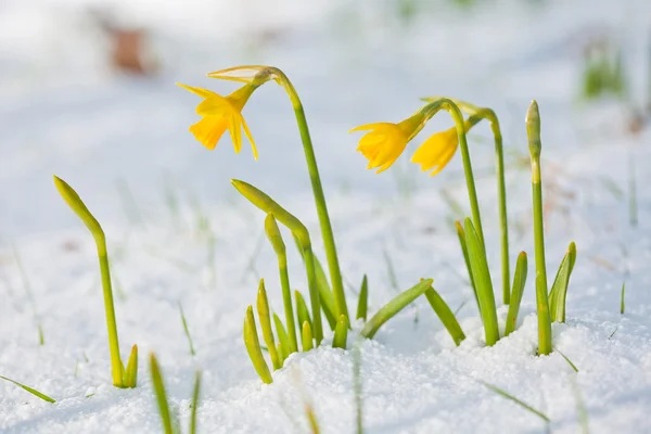 Daffodil blooming through the snow — Stock Photo, Image