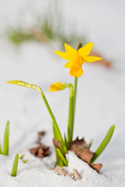 Daffodil florescendo através da neve — Fotografia de Stock