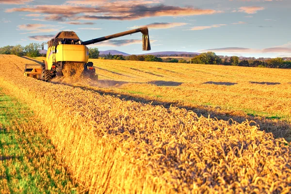 麦畑でコンバインを収穫 — ストック写真