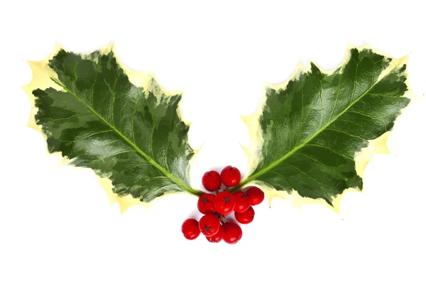 Holly leaves and berries — Stock Photo, Image