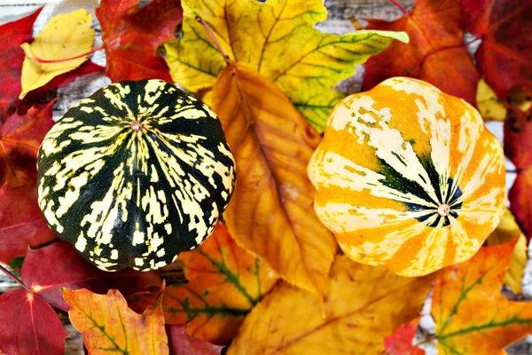 Kürbisse über Herbstlaub — Stockfoto